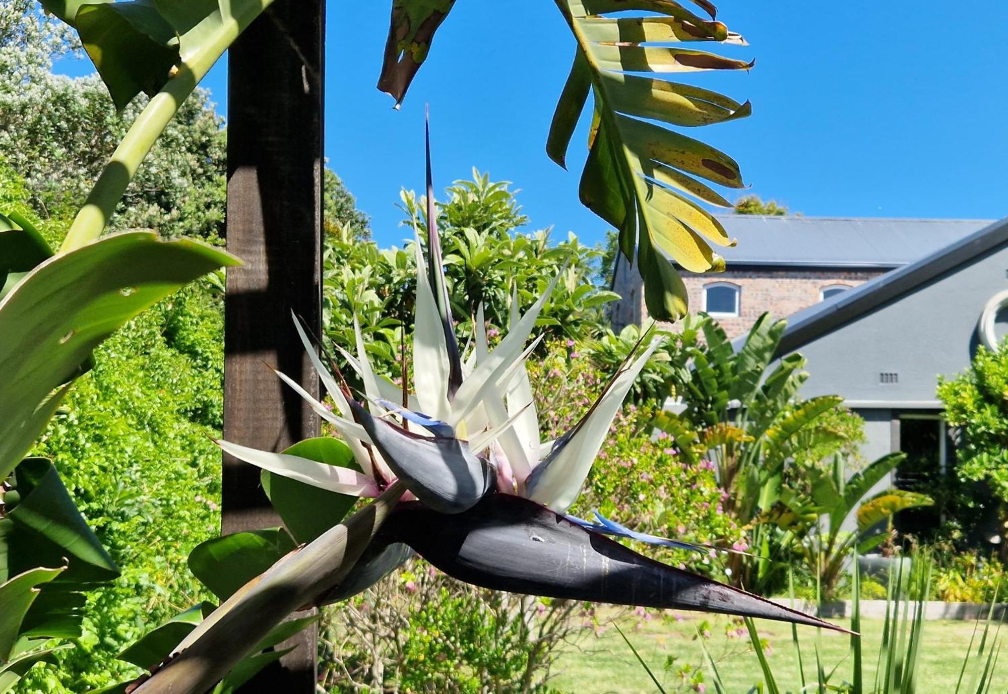 Clement One, A Villa For Family & Friends Le Cap Extérieur photo